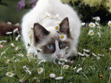 Domestic Cat, Seal Bicolour Ragdoll Kitten Decked in Daisy Chain