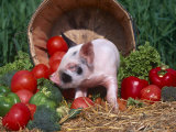 Buy Domestic Piglet, Amongst Vegetables, USA at AllPosters.com