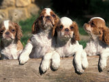 Four King Charles Cavalier Spaniel Puppies with Log