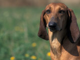 Smooth / Short-Haired Segugio Italiano Hound Portrait