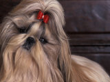 Shih Tzu Portrait with Hair Tied Up, Head Tilted to One Side