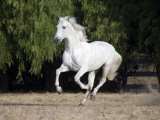Grey Andalusian Stallion Cantering in Field, Ojai, California, USA