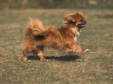 Tibetan Spaniel Running