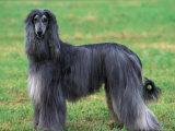 Grey Afghan Hound Body Portrait