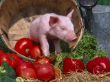 Domestic Piglet, in Bucket with Apples, Mixed Breed, USA