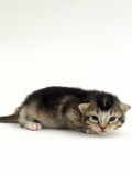 Domestic Cat, 2-Week Ticked-Tabby Kitten