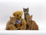 Domestic Cat, Two Ginger Kittens and a Tabby with Ginger Teddy Bear