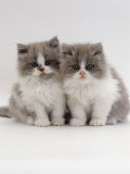 Domestic Cat, 9-Week, Blue Bicolour Persian Kittens