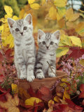 Domestic Cat, 8-Week, Silver Tabby Kittens Among Heather and Autumnal Leaves