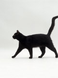 Black Cat (Felis Catus) Walking Profile