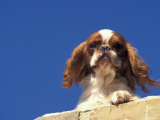 King Charles Cavalier Spaniel Adult Portrait on Wall