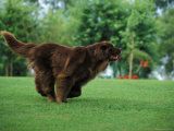 Brown Newfoundland Dog Running