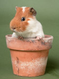 Guinea Pig in Flower Pot