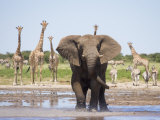 African Elephant, Warning Posture Display at Waterhole with Giraffe, Etosha National Park, Namibia