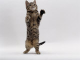 Domestic Cat, Brown Spotted Tabby Standing on Rear Legs