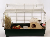 Abyssinian Guinea Pig in Cage