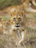 Lion, Female, Laikipia, Kenya
