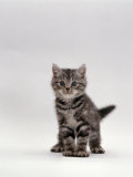 Domestic Cat, Silver Tabby Kitten Portrait