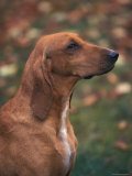 Smooth / Short-Haired Segugio Italiano Hound Profile Portrait
