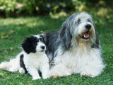 Polish Lowland Sheepdog with Puppy