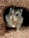 Buy Dwarf Hamster at AllPosters.com