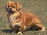 Alert Tibetan Spaniel Portrait