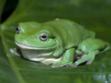 Green Tree Frog (Litoria Caerulea) on Leaf, Northern Territory, Australia