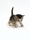 Buy Domestic Cat, 3-Week Ticked-Tabby Kitten at AllPosters.com