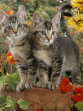 10-Week, Short-Haired Ticked Tabby Kittens with Nasturtiums, Montbretia and Yellow Daisies