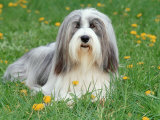 Bearded Collie