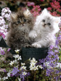 Domestic Cat, Tabby and Siver Chinchilla Persian Kittens, by Watering Can Among Bellflowers