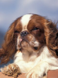 King Charles Cavalier Spaniel Adult Portrait