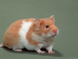 Golden Hamster