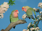 Pair of Peach-Faced Lovebirds