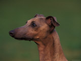Domestic Dogs, Whippet Portrait