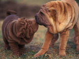 Domestic Dogs, Shar Pei Puppy and Parent Touching Noses