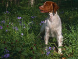 Brittany Spaniel, Domestic Gundog, USA