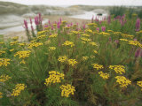 Common Tansy in Flower, Sweden