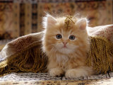 Domestic Cat, 8-Week, Portrait of Red Persian-Cross Male Kitten, Playing Under Fringed Cover Premium Poster