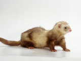 Buy Ferret at AllPosters.com
