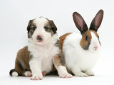 Sable-And-White Border Collie Pup with Fawn Dutch Rabbit