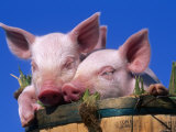 Buy Domestic Piglets, in Bucket, USA at AllPosters.com