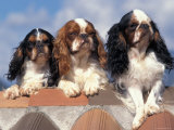 Three King Charles Cavalier Spaniel Adults