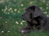 Black Neopolitan Mastiff Puppy Lying in Grass Premium Poster