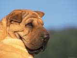 Shar Pei Looking Back