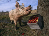 Domestic Pig, Feeding on Apples, Illinois, USA
