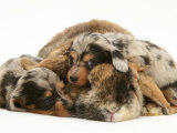 Silver Dapple Miniature Dachshund Puppies Cuddled up with Tortoiseshell Dwarf Lop Doe Rabbit