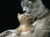 Domestic Cat, 1-Month, Burmese Kitten with His Blue Mother