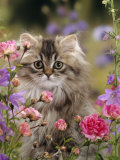 Domestic Cat, Portrait of Long Haired Tabby Persian Kitten Among Dwarf Roses and Bellflowers