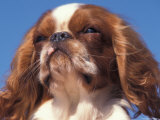 King Charles Cavalier Spaniel Adult Portrait